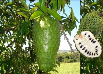 Santé/Corossol: Voici 07 vertus thérapeutiques de ce fruit pour lutter contre les troubles érectiles