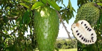 Santé/Corossol: Voici 07 vertus thérapeutiques de ce fruit pour lutter contre les troubles érectiles