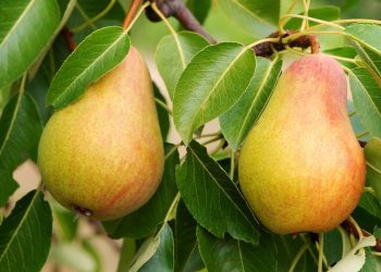 Santé : 6 bienfaits de ce merveilleux fruit « la poire »