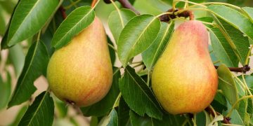 Santé : 6 bienfaits de ce merveilleux fruit « la poire »