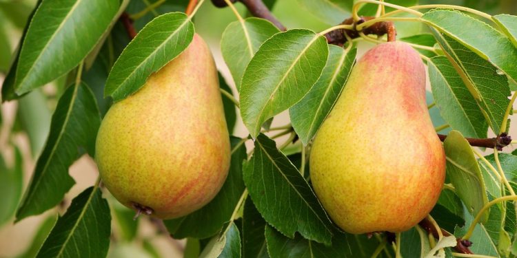 Santé : 6 bienfaits de ce merveilleux fruit « la poire »