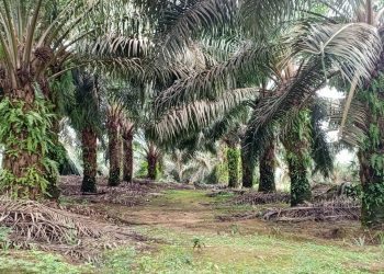 Economie-Gabon/Communiqué de Presse : Olam Group Limited maintient ses activités au Gabon