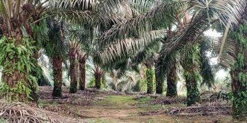 Economie-Gabon/Communiqué de Presse : Olam Group Limited maintient ses activités au Gabon