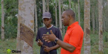 Économie-Gabon/Réhabilitation des plantations d’hévéa : Olam Rubber Gabon offre des opportunités aux planteurs villageois.