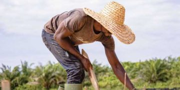 Société-Gabon/Olam palm Gabon et le PNPE : Recrutement de 315 stagiaires.